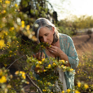 Chaparral: The Timeless Healer of the Sonoran Desert